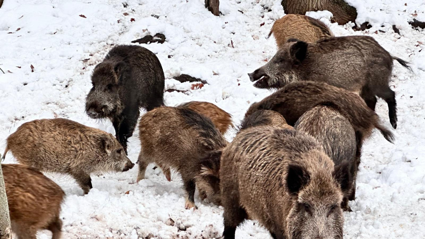 Divočáci v Příbrami už lezou do zahrad. Město chystá odchyt a převzetí honitby