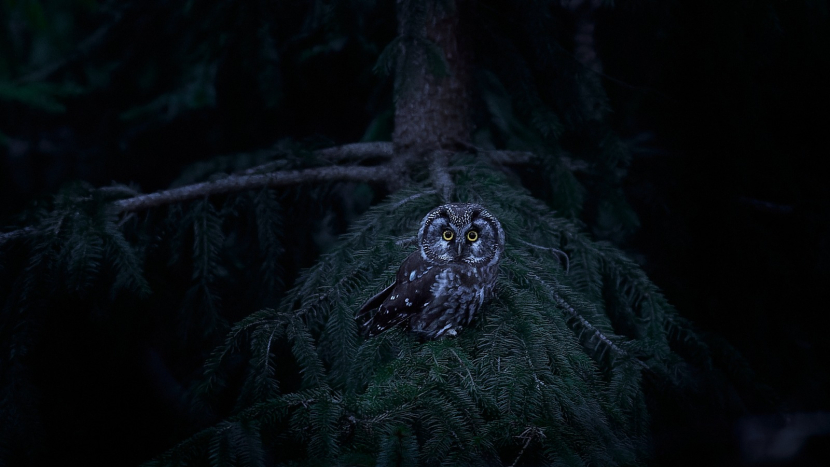 Sýc rousný: úhledný noční lovec horských lesů, kterému kalamitní holiny svědčí