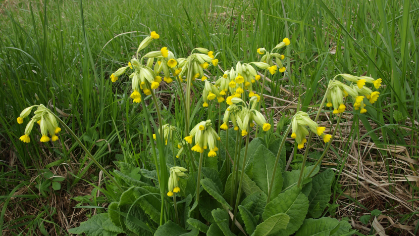 Jaro odemyká petrklíč, ale který z nich to je?