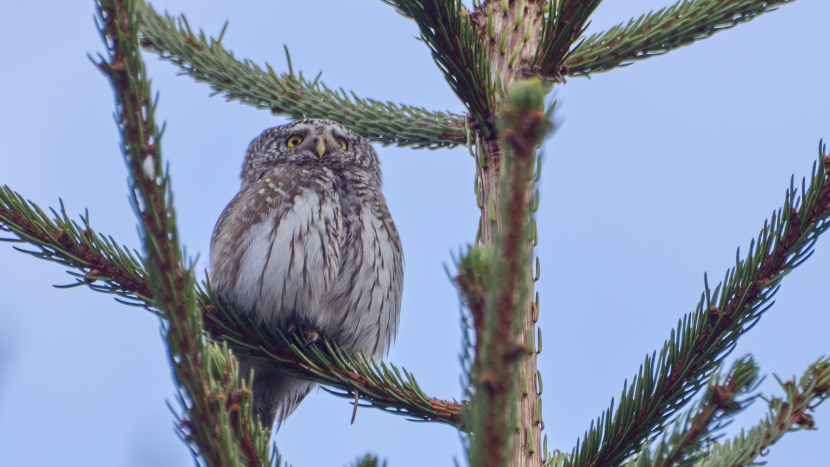 Malý, ale neohrožený. To je kulíšek nejmenší