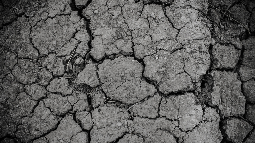 Sucho se prohlubuje. Podle hydrologů už stromy trpí vodním šokem