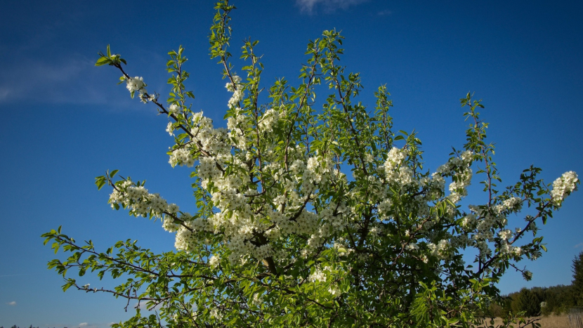 Po jarním nádechu přinese studená fronta citelné ochlazení, hrozí i mrazy, na horách i sníh