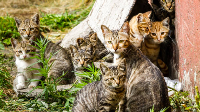 Příbram řeší kočičí krizi: zastupitelé budou rozhodovat o více než 1,3 milionu na péči o toulavé kočky
