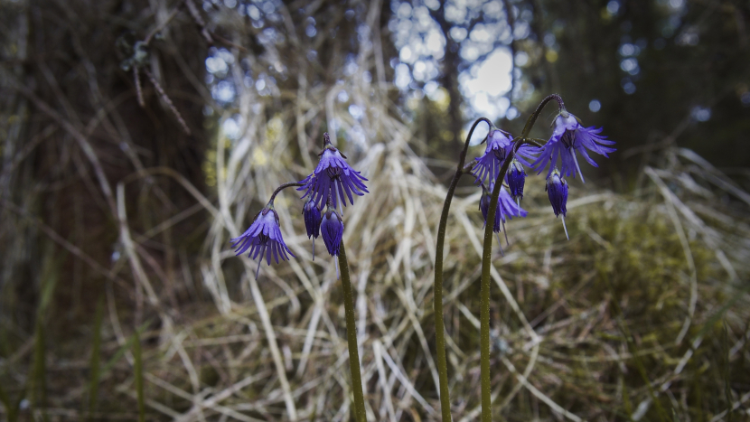 Dřípatka horská: brdská kráska z přítmí starých smrčin
