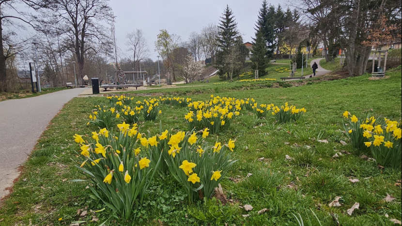 Včely, sady, děti, odpady. Příbram podpoří projekty, které mají smysl