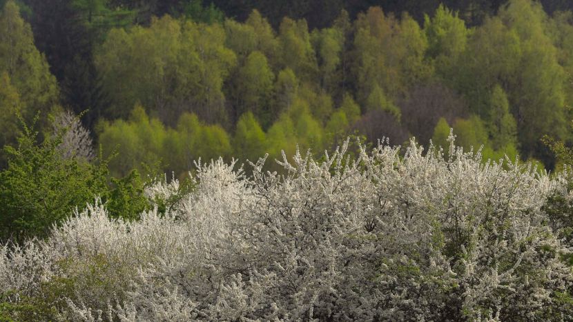 Kolvín v bílém: Brdské bezlesí se proměnilo v jarní pohádku