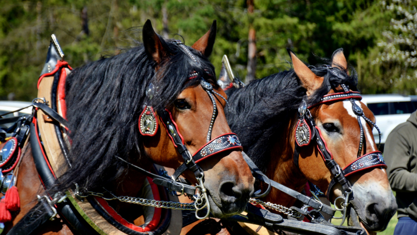 Brdská lesní bitva: Když se síla koní potká s tradicí