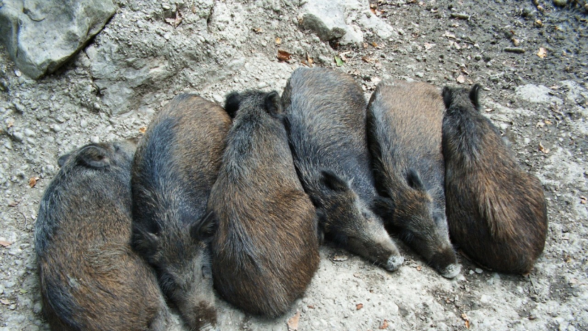 Veterináři v dovezených divočácích znovu potvrdili svalovce