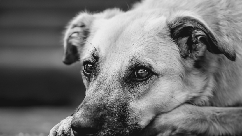 Nebezpečný import: Vzteklina se po letech vrátila do Itálie. Veterináři varují před adopcemi zvířat ze zahraničí