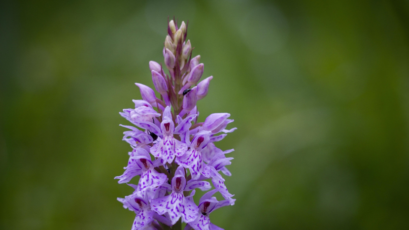Vzácná orchidej dobývá nové lokality uvnitř Brd