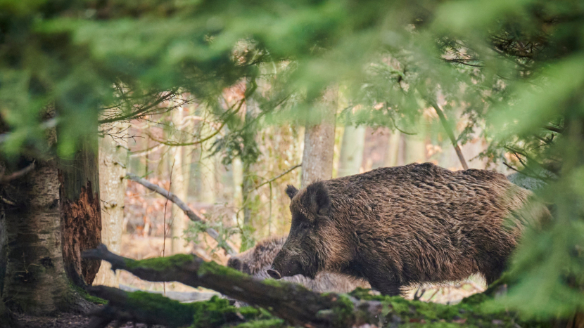 U divočáka dovezeného z Maďarska zjistila veterinární prohlídka nebezpečného svalovce