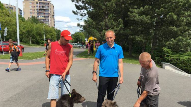 Po Příbrami se potulují tři medvědi, zvou na představení cirkusu Berousek