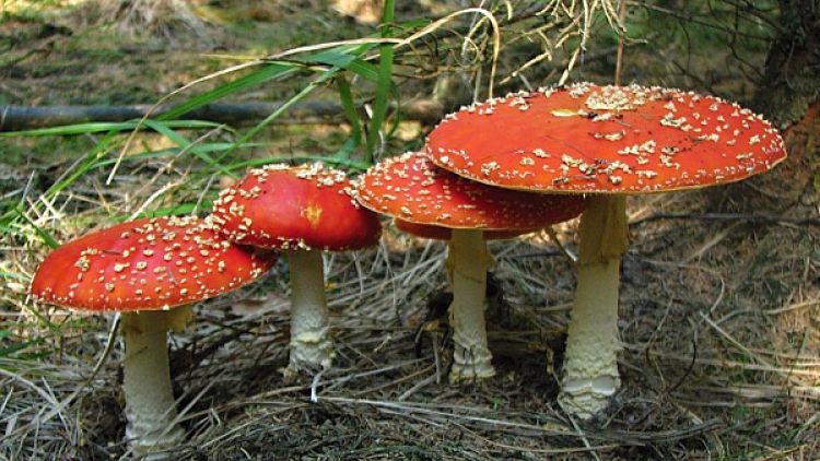 Záchranáři varují před jedovatými houbami