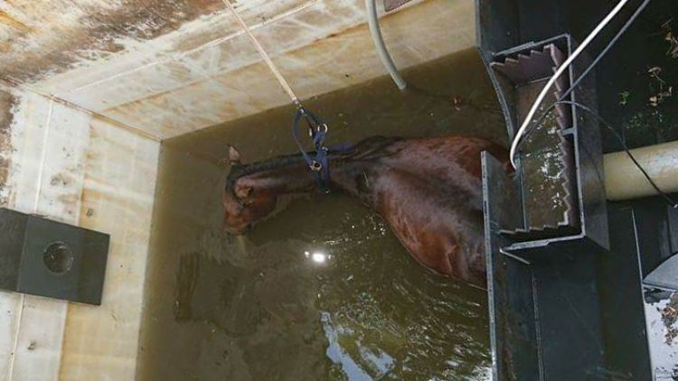 Kůň spadl do nádrže, vyprostili ho hasiči