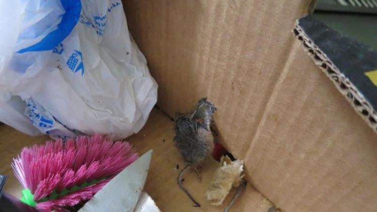 Jen pro silné žaludky: V restauraci U Chudáčka našli kontroloři mrtvé myši