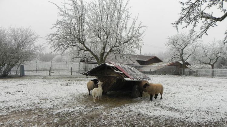 Pět březích ovcí našlo azyl v Ekologickém centru v Orlově