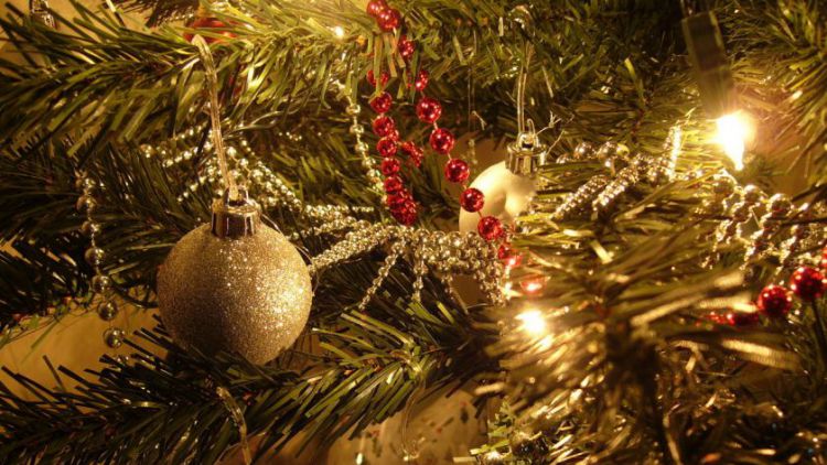 I po Vánocích může být stromek užitečný, přihlaste ho do soutěže
