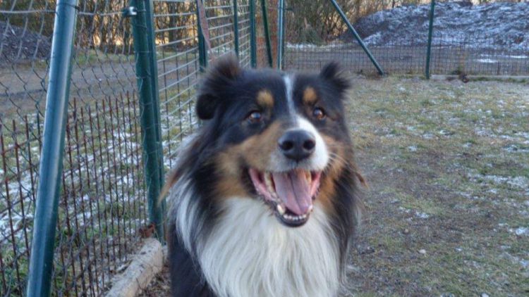 V Lazeckém útulku zůstává jeden pes nalezený po Silvestru