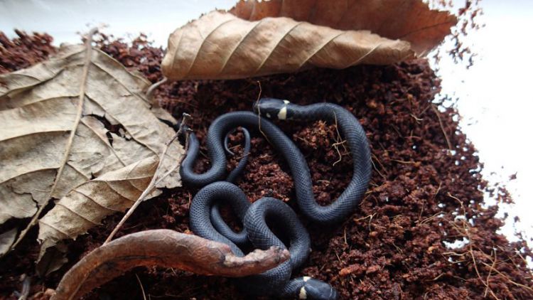 V Domě Natura se povedl první letošní odchov hadů