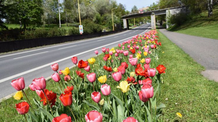 Pro příští rok radnice plánuje zlepšení květinové výzdoby města