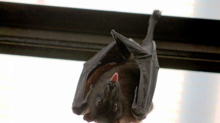 Ochránci přírody zkoumají výskyt netopýrů v CHKO Brdy