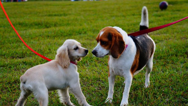 Psi by mohli mít v Příbrami svůj vlastní park
