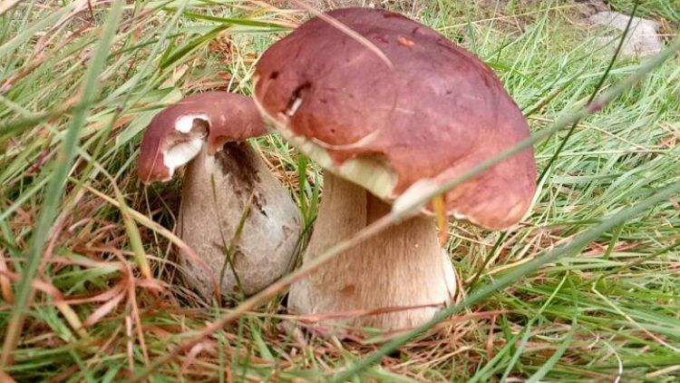 Houbařská sezóna je v plném proudu. Víte, co dělat při otravě houbami?