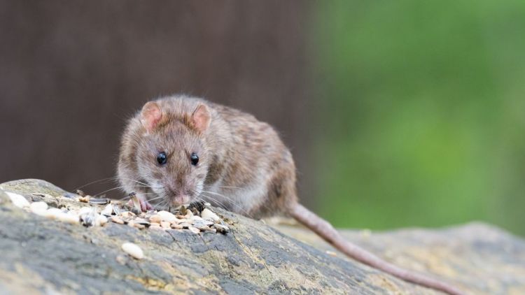 Přemnožení potkani u Hořejší Obory