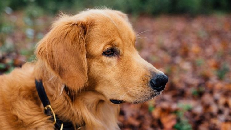Volné pobíhání psů v Příbrami by mohl vyřešit plánovaný psí park