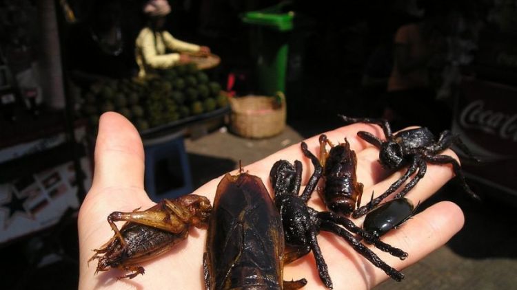 Červy, kobylky, hmyzí produkty – kde vám je v Příbrami naservírují?
