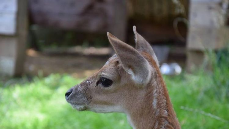 Nechte jelena žít, hlásají petice, které už podepsaly tisíce lidí