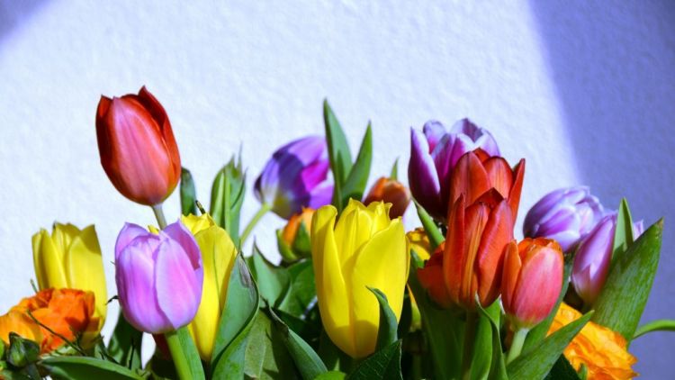 Namalujte tulipán jako podporu onkologicky nemocným