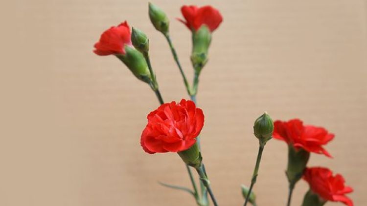 V souboji o množství prodaných květin položil včerejší Mezinárodní den žen svatého Valentýna na lopatky. Retro svátek se do Příbrami vrátil