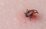 Pozor, jsou všude. Klíšťata se objevují i tam, kde byste je nečekali