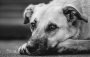 Nebezpečný import: Vzteklina se po letech vrátila do Itálie. Veterináři varují před adopcemi zvířat ze zahraničí