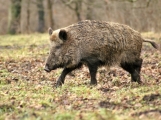 Při honu na divoká prasata došlo ke střelnému poranění myslivce