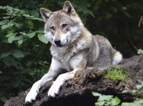 Na Příbramsku se od roku 2014 provádí monitoring vlka obecného