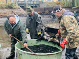 Rybáři vylovili z Dolejší Obory přes dvě tuny ryb. Nechyběly ani štiky