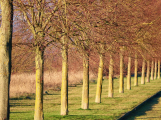 Sázejte stromy. Dotační program pro podporu nové výsadby pokračuje až do dubna