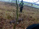 Video: Policisté zachránili život sraženému dravci