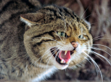 Vědci potvrdili výskyt kočky divoké v okolí Dobříše