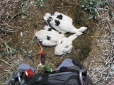 Kaskadérský výstup: Čapí mláďata na milínském komíně dostala svůj kroužek