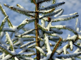 Meteorologové: Na Štědrý den bude přes den sněžit, v noci mrznout