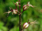 V CHKO Brdy se po více než 90 letech objevila vzácná orchidej bradáček srdčitý