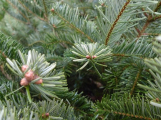 Pěstitelé vánočních stromků letos zdraží asi o deset procent