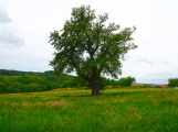 Začalo hlasování o Evropský strom roku, Česko reprezentuje hrušeň z Příbramska