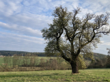 Lidé mohou do konce měsíce přihlásit stromy do ankety Strom roku