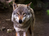 Záznam z fotopasti potvrdil výskyt vlka v nejméně navštěvované části CHKO Brdy
