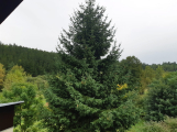 Známe podobu a historii letošního vánočního stromu v Příbrami