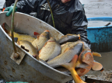 Největší rybník na Sedlčansku vydá svou rybí úrodu